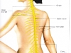 gangli-spinal